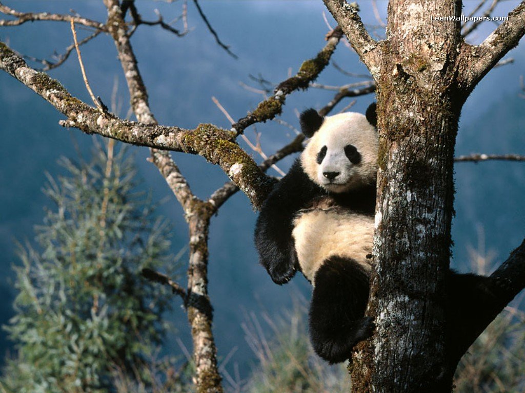 Panda Valley